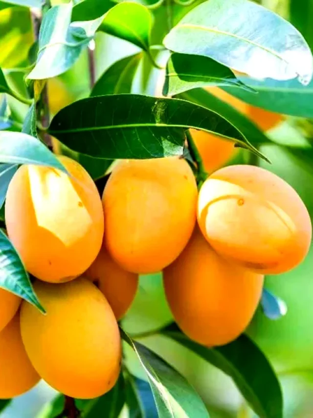 A Warning for Mango Lovers to Be Cautious