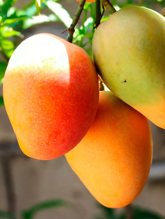 Why Mango Reigns Supreme: The Health Benefits of the King of Fruits